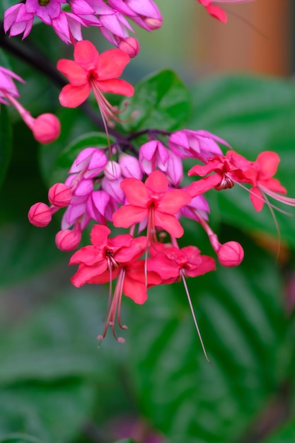 Foto clerodendrum thomsoniae es una especie de planta con flores del género clerodendrum. vid del corazón sangrante