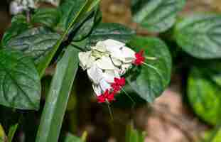 Foto clerodendrum thomsoniae o flor de la gloria sangrante que crece en nha trang, vietnam