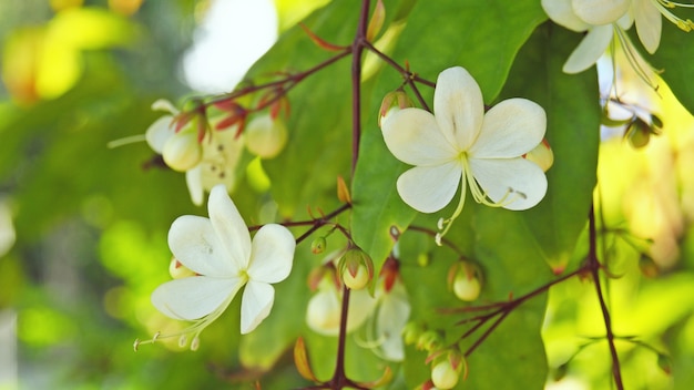 Foto clerodendrum wallichii merr flor blanca fondo de la naturaleza