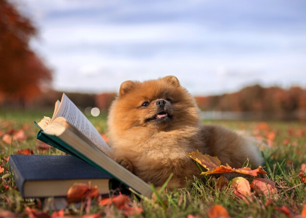 Cleverer Hund mit einem Buch. Pommerscher Hund im Freien