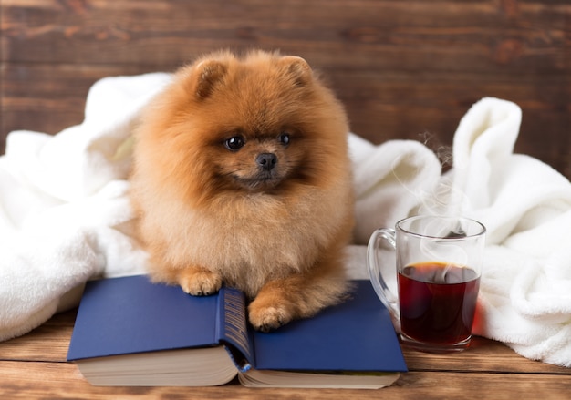 Cleverer pommerscher Hund mit einem Buch. Ein Hund, geschützt in einer Decke mit einem Buch.