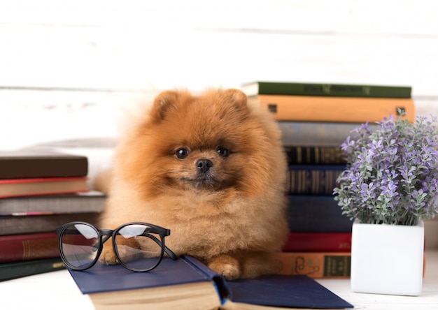 Cleverer pommerscher Hund mit einem Buch.