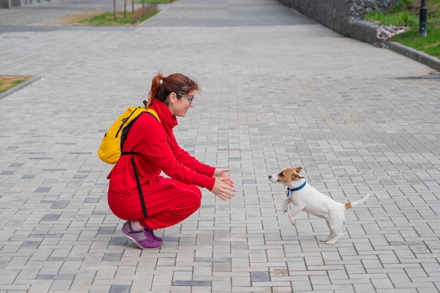 Cleverer Welpe Jack Russell Terrier spielt mit dem Besitzer auf der Straße Pedigree Shorthair Dog Fun Jump zur Frau Energisches Haustier in Bewegung