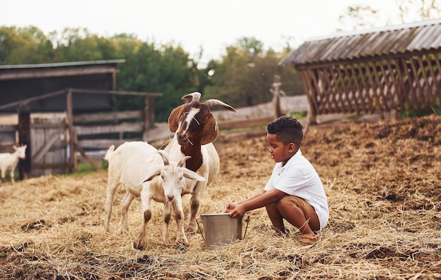 Clima cálido Lindo niño afroamericano está en la granja en verano con cabras