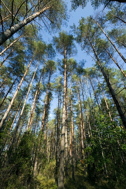 Clima cálido y soleado en la temporada de otoño en un bosque mixto en el que crecen diferentes tipos y tipos de árboles.