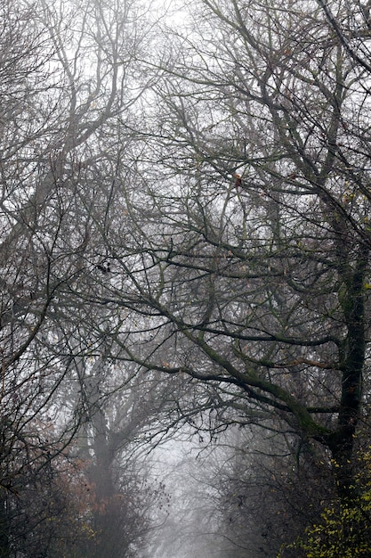 Clima de inverno no parque ou floresta e árvores de folha caduca, inverno gelado após a queda de neve com árvores de folha caduca nua