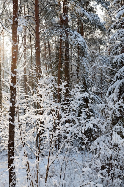 Clima de inverno no parque ou floresta e árvores decíduas, inverno gelado após a queda de neve com árvores decíduas nuas, árvores decíduas no inverno