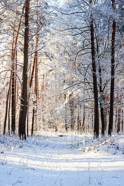 Clima de natal na floresta de neve de inverno