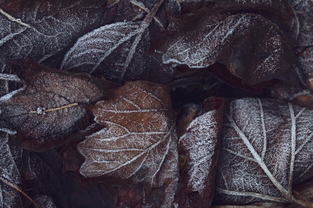 Clima de outono Fundo de outono Folhas caídas cobertas de geada A textura das folhas Beleza da natureza