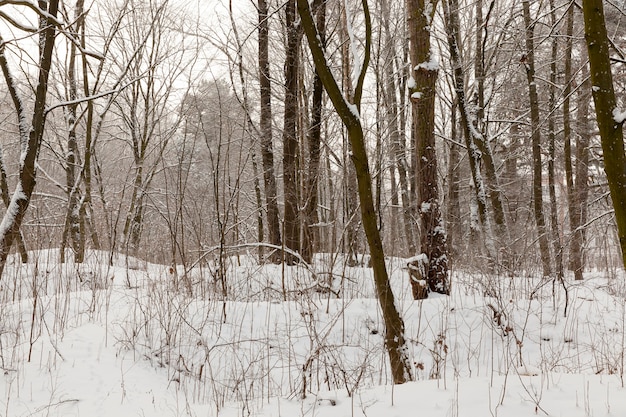 Foto clima frío de invierno después de la nevada con plantas, ventisqueros y plantas en invierno, ventisqueros profundos y plantas después de la última nevada
