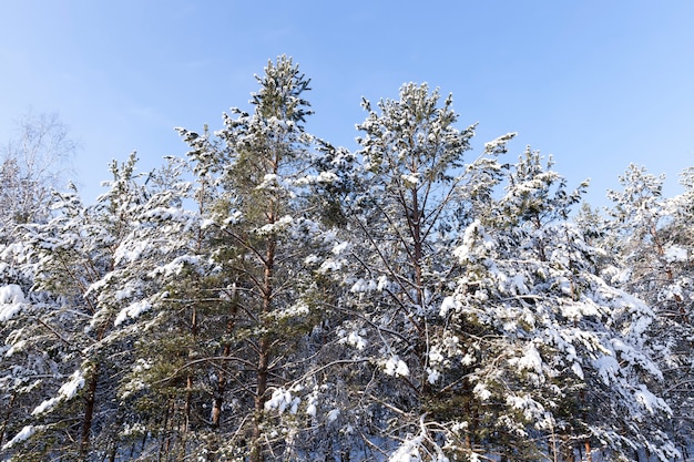 Clima frío de invierno después de la nevada con plantas, ventisqueros y plantas en invierno, ventisqueros profundos y plantas después de la última nevada