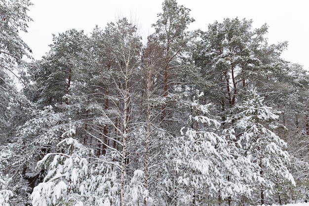 Clima frío de invierno en el parque o bosque en heladas, árboles de hoja caduca sin hojas en la temporada de invierno, temporada de invierno con nieve en el parque o bosque