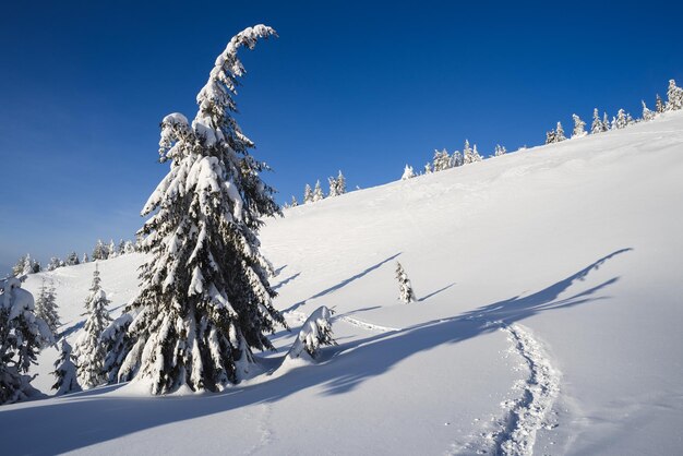 Clima de montaña en invierno Abetos en la nieve Un día soleado con un cielo azul Vista de Navidad después de las nevadas