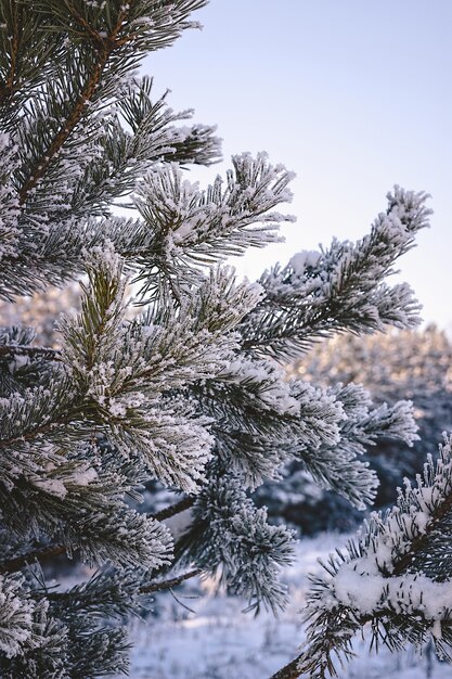 Clima navideño en invierno bosque nevado