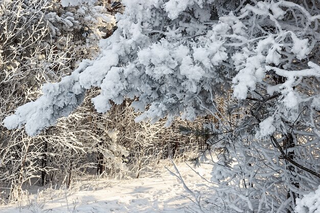 Clima navideño en invierno bosque nevado