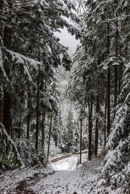 Clima nevado en las montañas