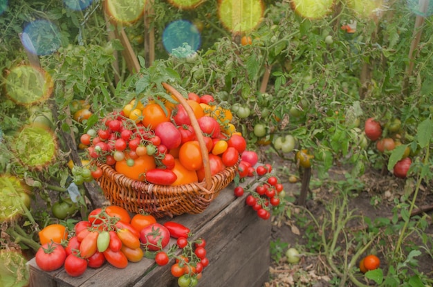 Clima perfecto para cosechar tomates Agricultura ecológica de tomates naturales