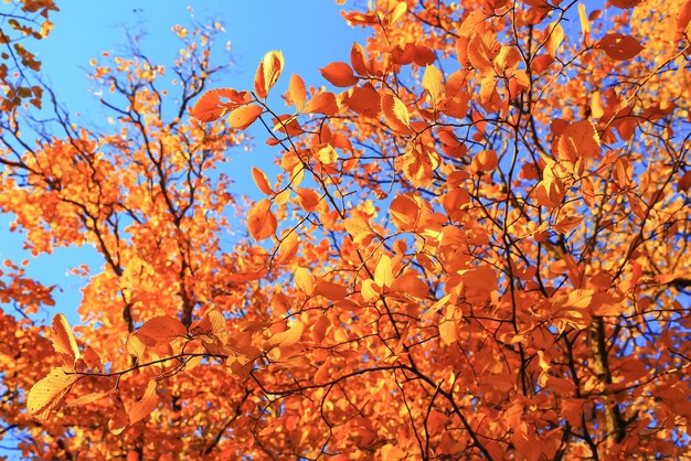 Clima soleado en el parque de otoño