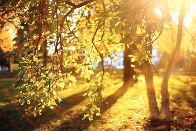 Clima soleado en el parque de otoño