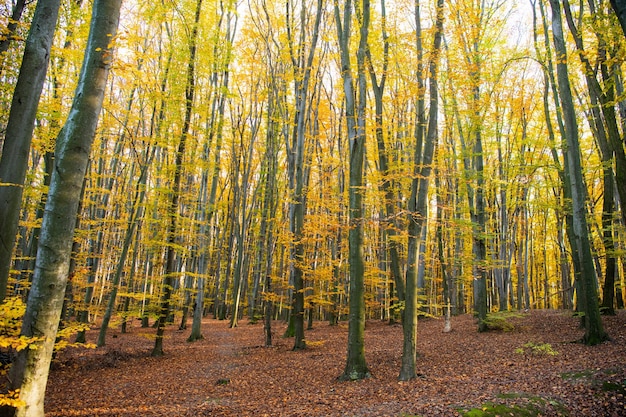 Clima de temporada de otoño con hojas amarillas en los árboles otoño