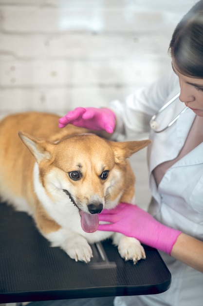 En clínica. Doctora veterinaria examinando lindo perro antes de la vacunación