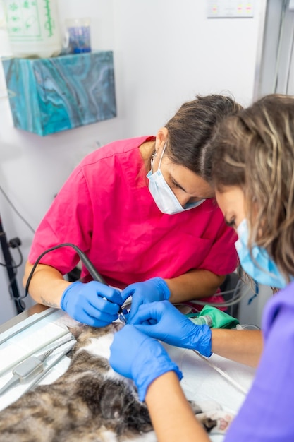 Clínica veterinaria con un gato veterinarios trabajando en el funcionamiento de la boca y los dientes.