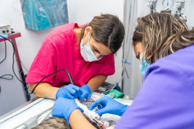 Clínica veterinaria con un gato veterinarios trabajando en la operación de la boca.