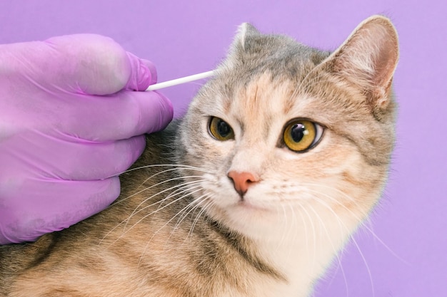 clínica veterinaria. limpiando las orejas del gato con un palillo. veterinario con guantes desechables de fondo morado