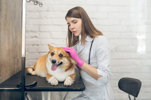 Clínica veterinária. Médico veterenário examinando um cachorro em uma clínica