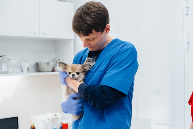 En una clínica veterinaria moderna, un Chihuahua de pura sangre es examinado y tratado sobre la mesa. Clínica veterinaria