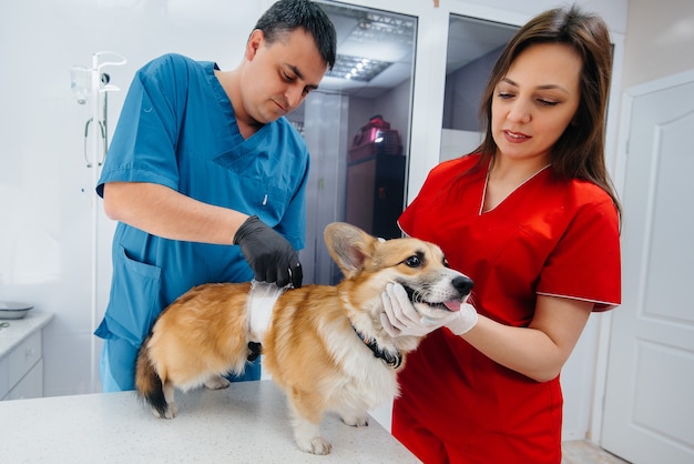 En una clínica veterinaria moderna, se examina a un perro Corgi de pura sangre. Clínica veterinaria.