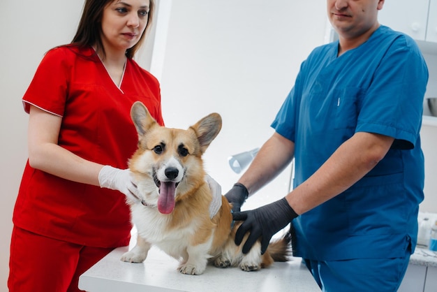 En una clínica veterinaria moderna, se examina a un perro Corgi de pura sangre. Clínica veterinaria.