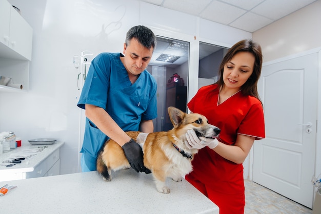 En una clínica veterinaria moderna, se examina un perro Corgi de pura sangre. Clínica veterinaria