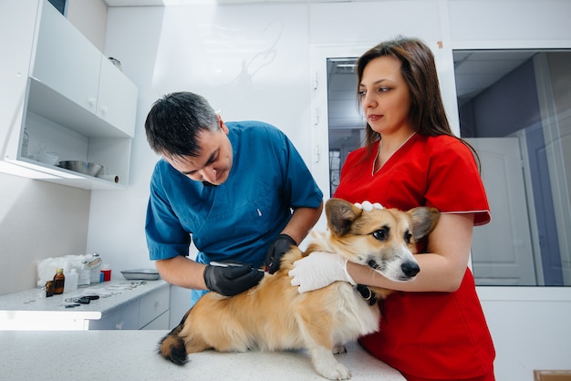 En una clínica veterinaria moderna, se examina un perro Corgi de pura sangre. Clínica veterinaria