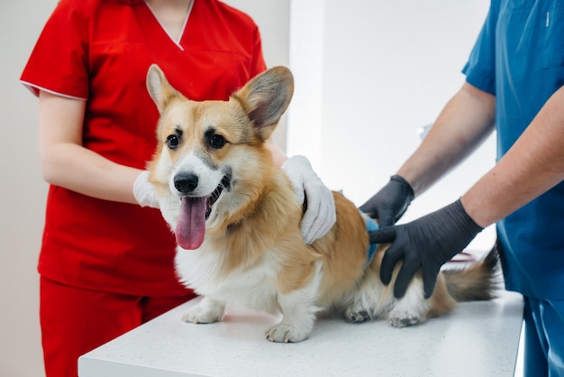 En una clínica veterinaria moderna, se examina un perro Corgi de pura sangre. Clínica veterinaria.