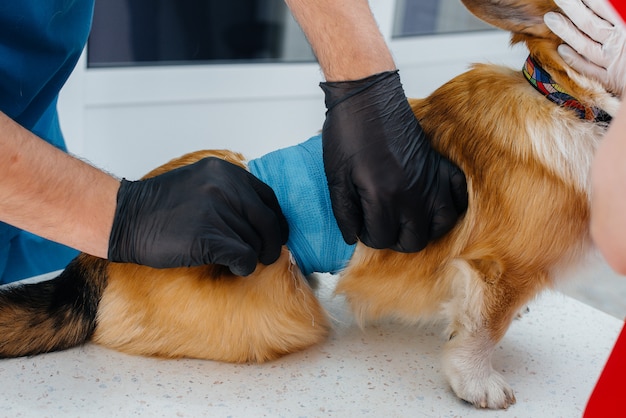 En una clínica veterinaria moderna, se examina un perro Corgi de pura sangre. Clínica veterinaria.