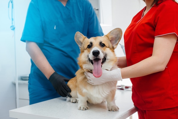 En una clínica veterinaria moderna, se examina a un perro Corgi de pura sangre