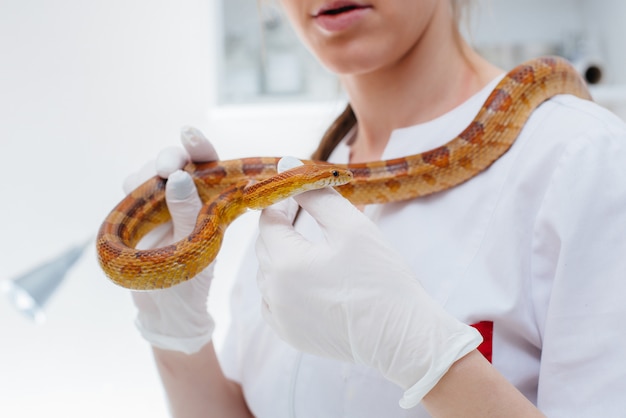 En una clínica veterinaria moderna, se examina una serpiente amarilla. Clínica veterinaria