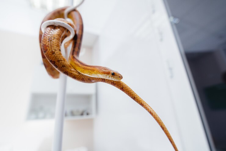 Foto en una clínica veterinaria moderna, se examina una serpiente amarilla. clínica veterinaria
