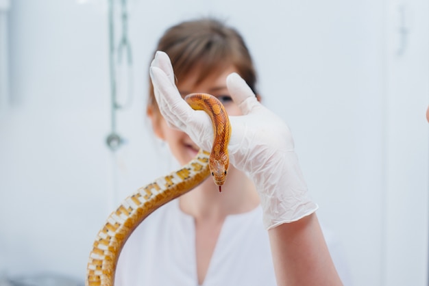 En una clínica veterinaria moderna, se examina una serpiente amarilla. Clínica veterinaria