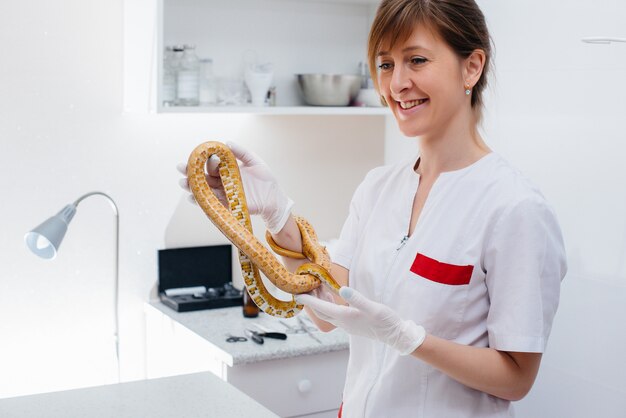 En una clínica veterinaria moderna, se examina una serpiente amarilla. Clínica veterinaria.
