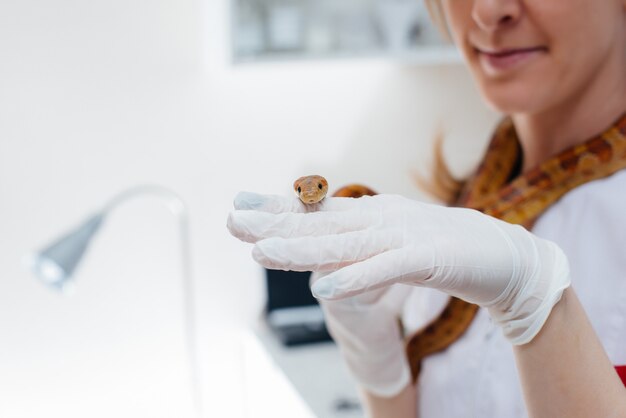 Foto en una clínica veterinaria moderna, se examina una serpiente amarilla. clínica veterinaria.