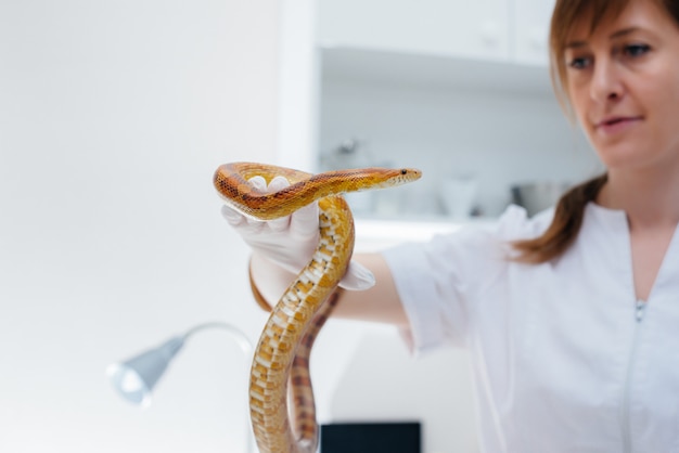 Foto en una clínica veterinaria moderna, se examina una serpiente amarilla. clínica veterinaria.