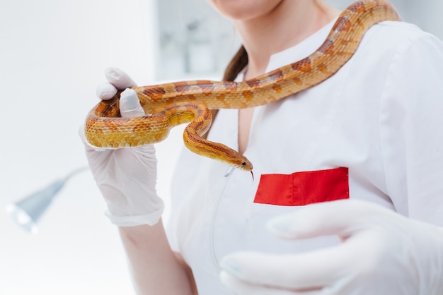 En una clínica veterinaria moderna, se examina una serpiente amarilla. Clínica veterinaria.