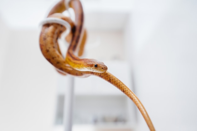 En una clínica veterinaria moderna, se examina una serpiente amarilla.