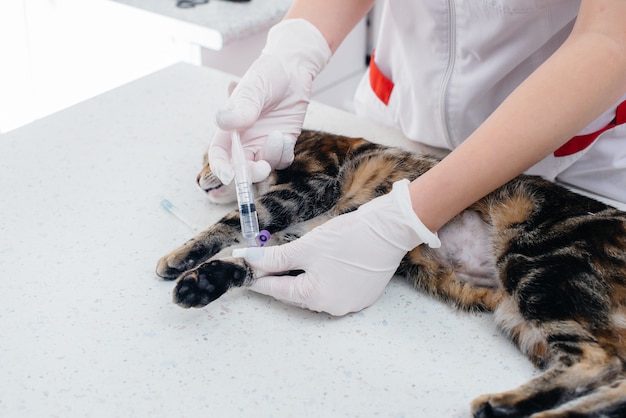 En una clínica veterinaria moderna, el gato es examinado y preparado para la cirugía afeitándose el vientre. Clínica veterinaria