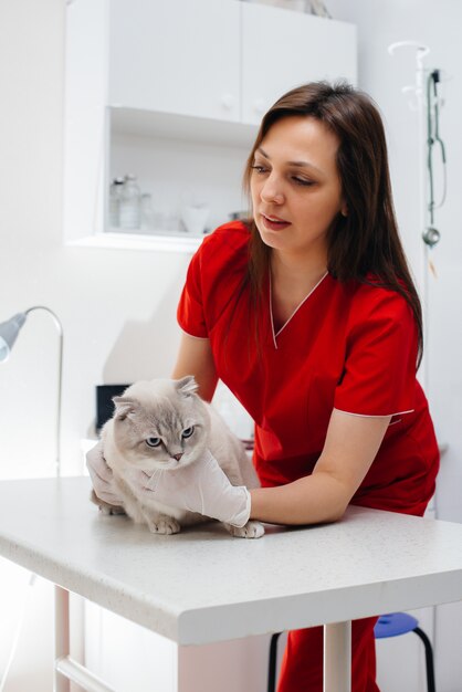 En una clínica veterinaria moderna, un gato de pura sangre es examinado y tratado en la mesa. Clínica veterinaria