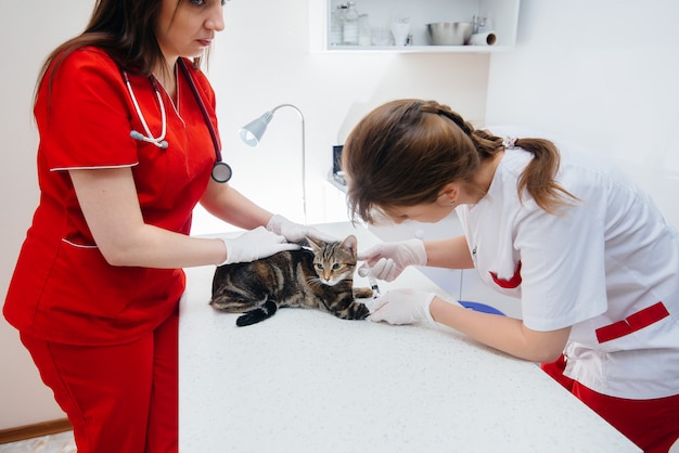 Foto en una clínica veterinaria moderna, un gato de pura sangre es examinado y tratado sobre la mesa. clínica veterinaria.