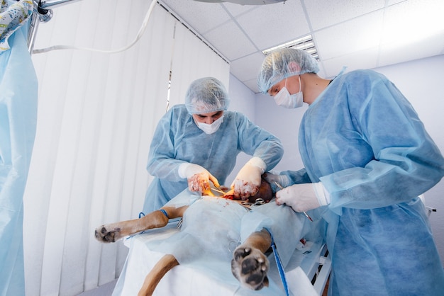 En una clínica veterinaria moderna, se realiza una operación para salvar la vida de un perro grande. Cirugía y medicina.