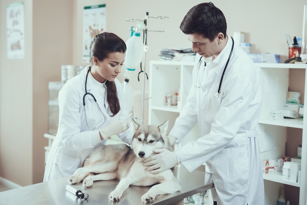 Clínica veterinária pet doctor faz injeção para husky.